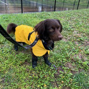Yellow Dog Raincoat, Sweater, & PJs